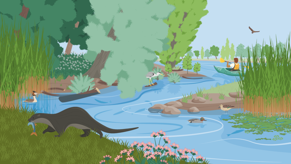 Illustration einer lebendigen Aue mit vielfältigem Uferbereich. Es sind allerlei Pflanzen und Tiere zu sehen, beispielsweise Fischotter, Kraniche, Schilf und Seerosen. Im Hintergrund ist auch ein Mensch im Kanu erkennbar.