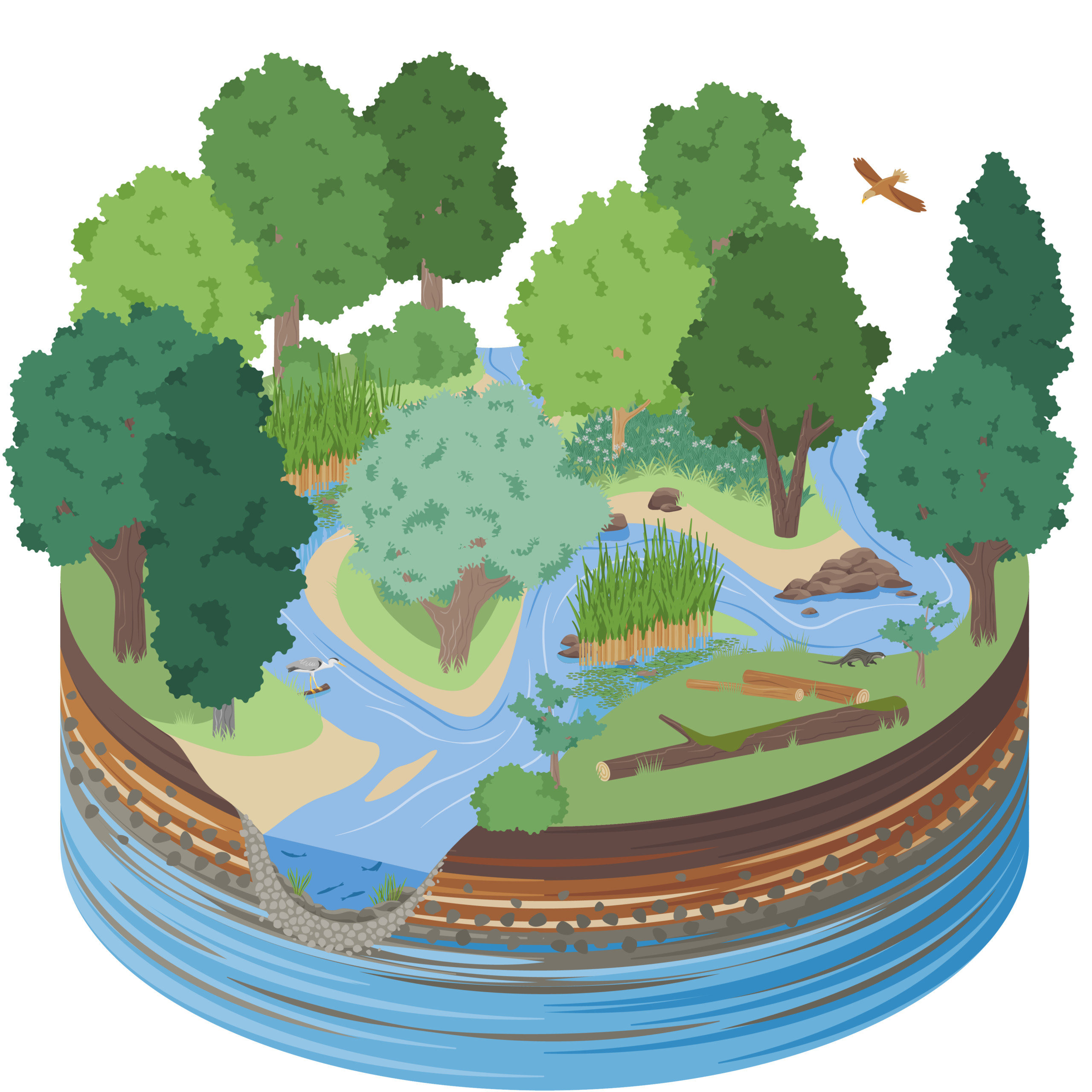 Eine intakte Aue mit einem mäandrierenden Flusslauf und lebensraumtypischen Tier- sowie Pflanzenarten, wie Adlern und Schilf.