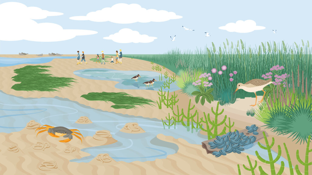 Illustration einer intakten Küste mit Muscheln, Krabben, einer Salzwiese und Seegras.