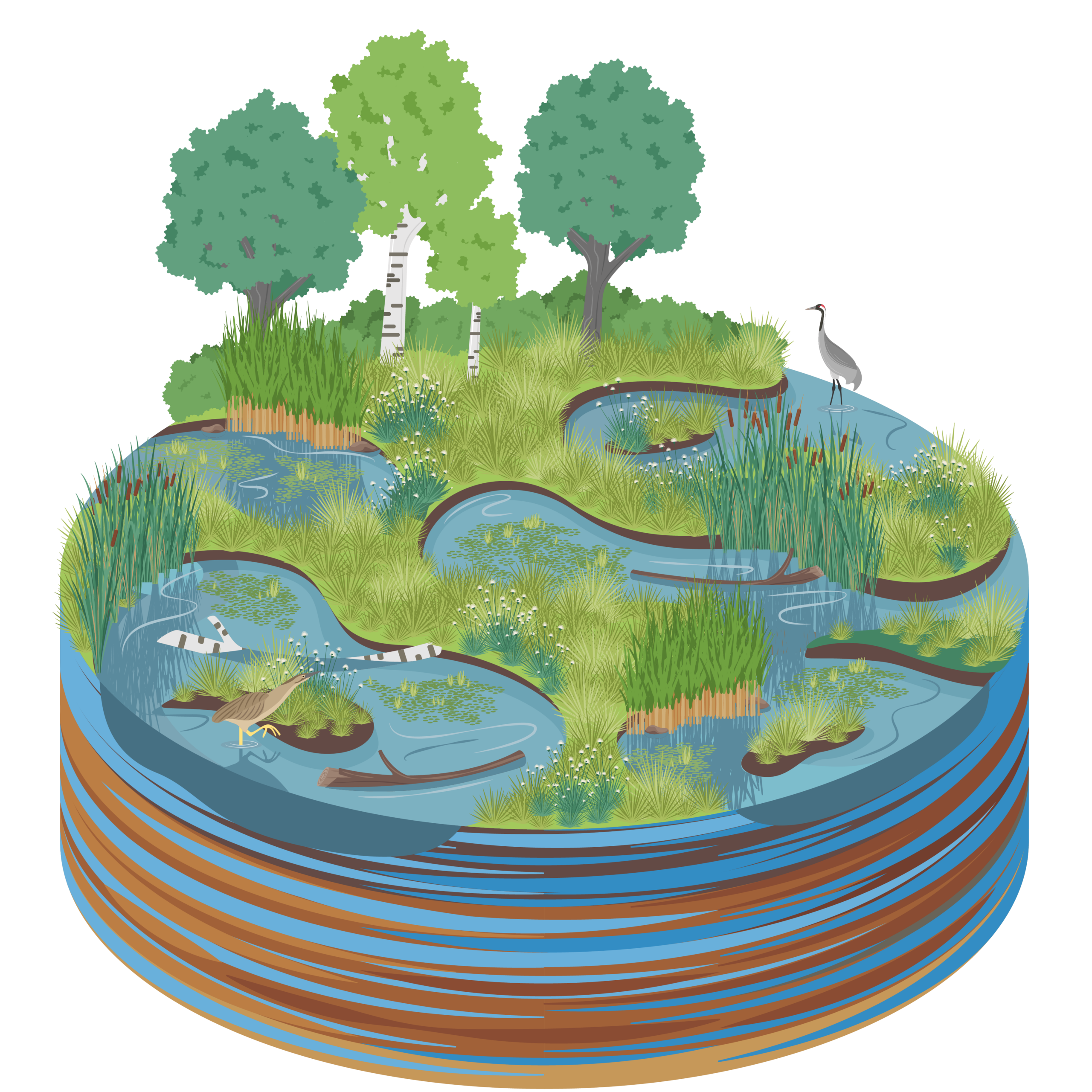 Eine Illustration eines intakten Moors. Das Gebiet hält viel Wasser, bietet einen Lebensraum für typische Tier- und Pflanzenarten, wie den Kranich oder Wollgras und ist nur wenig bewaldet.