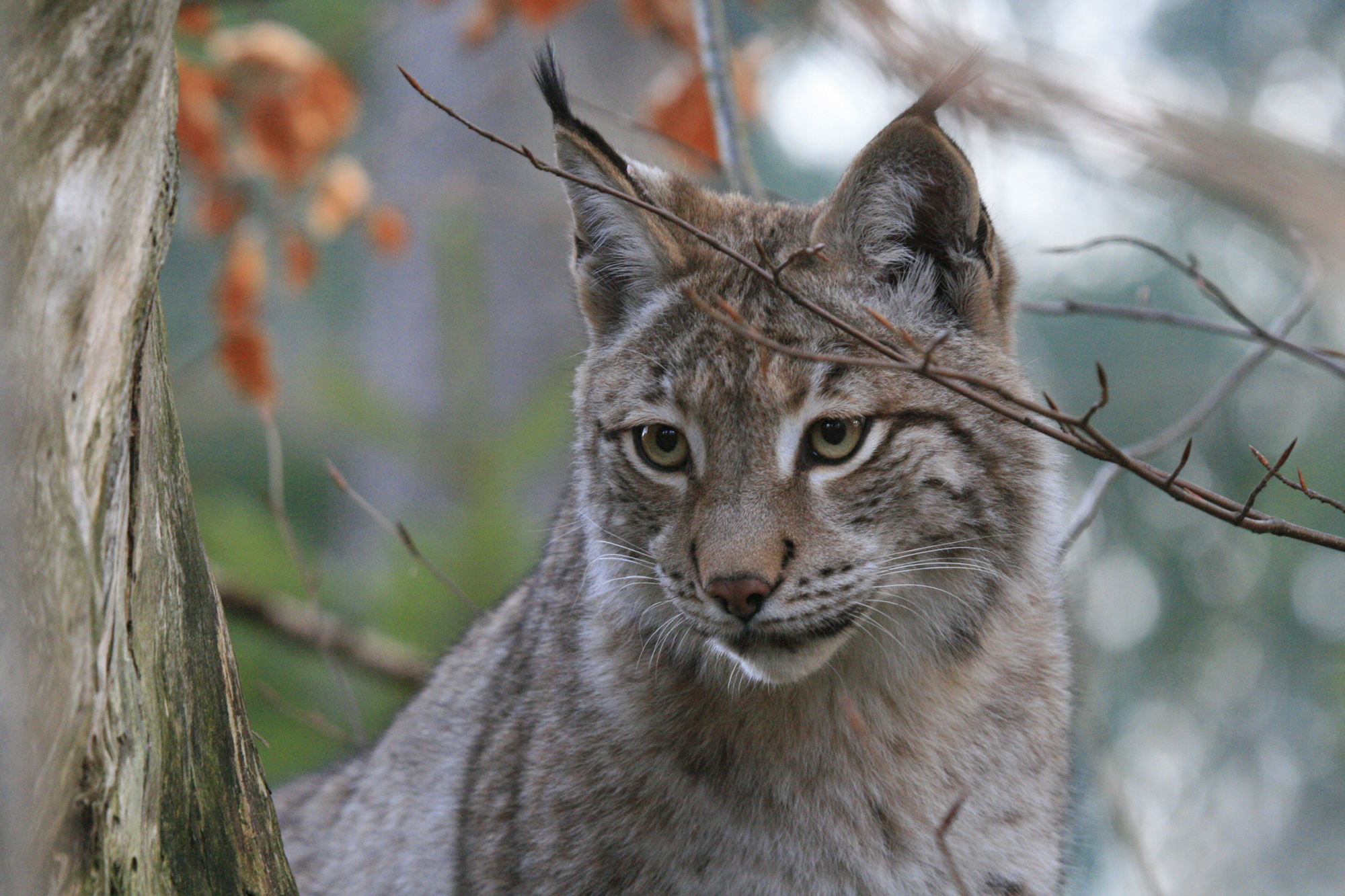 Der Luchs – eine alter Harzer ist zurück