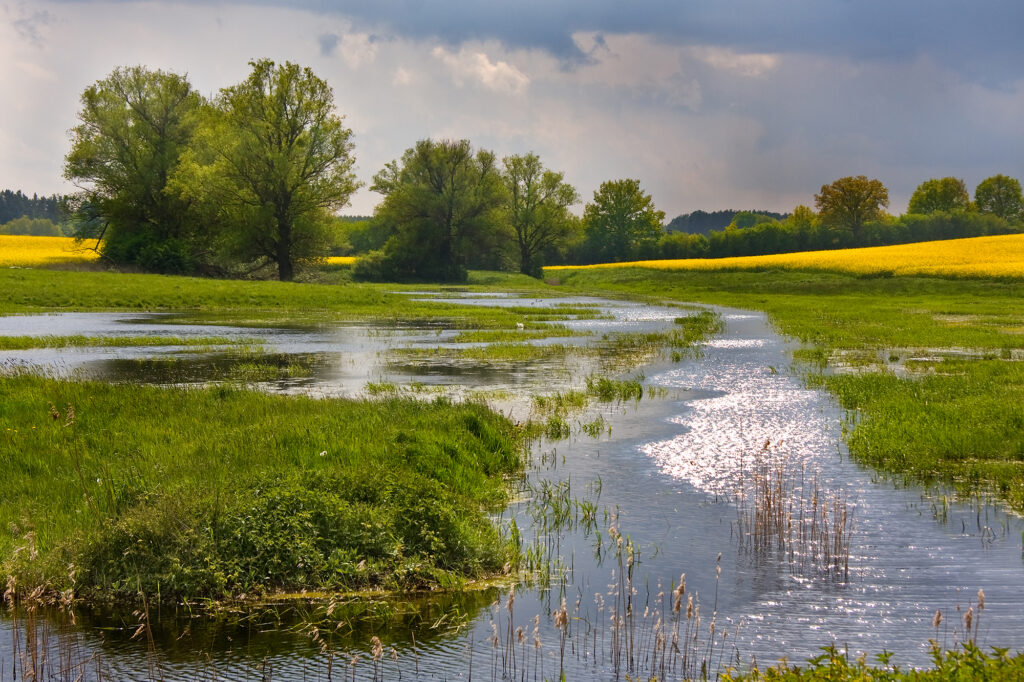 Ein Moor mit angrenzenden Wiesenflächen und Rapsfeldern. Einzeln sind auch Bäume zu sehen.