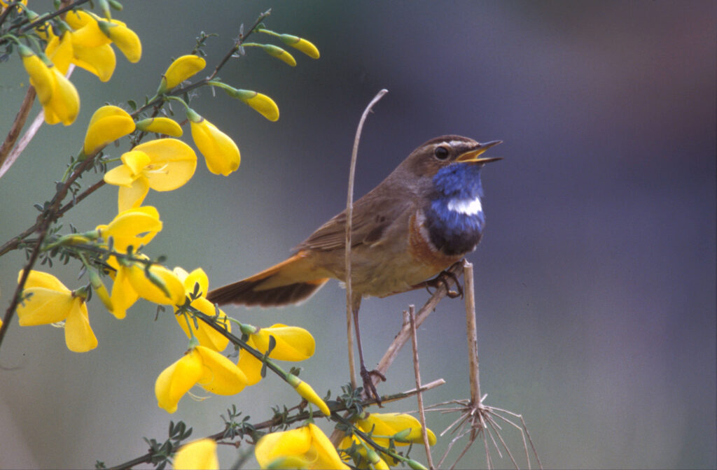 Slide image