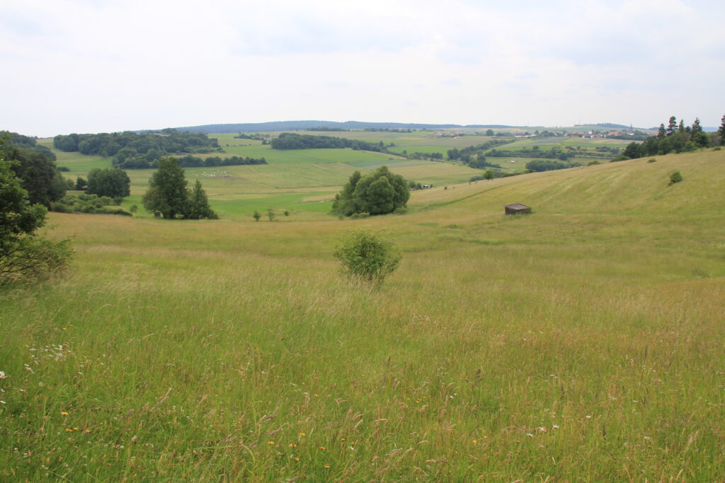Eine hügelige Wiesenlandschaft