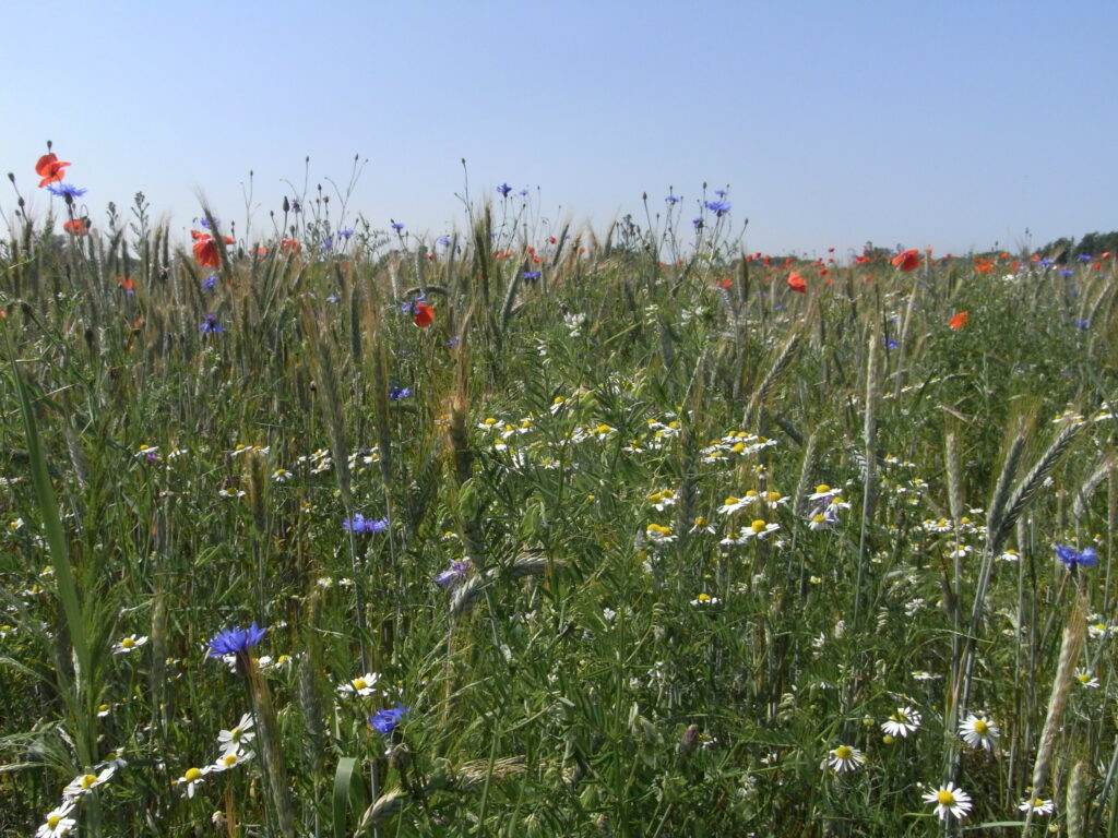 weiß, blau und rot blühende Pflanzen auf einer Wiese mit blauem, wolkenlosen Himmel