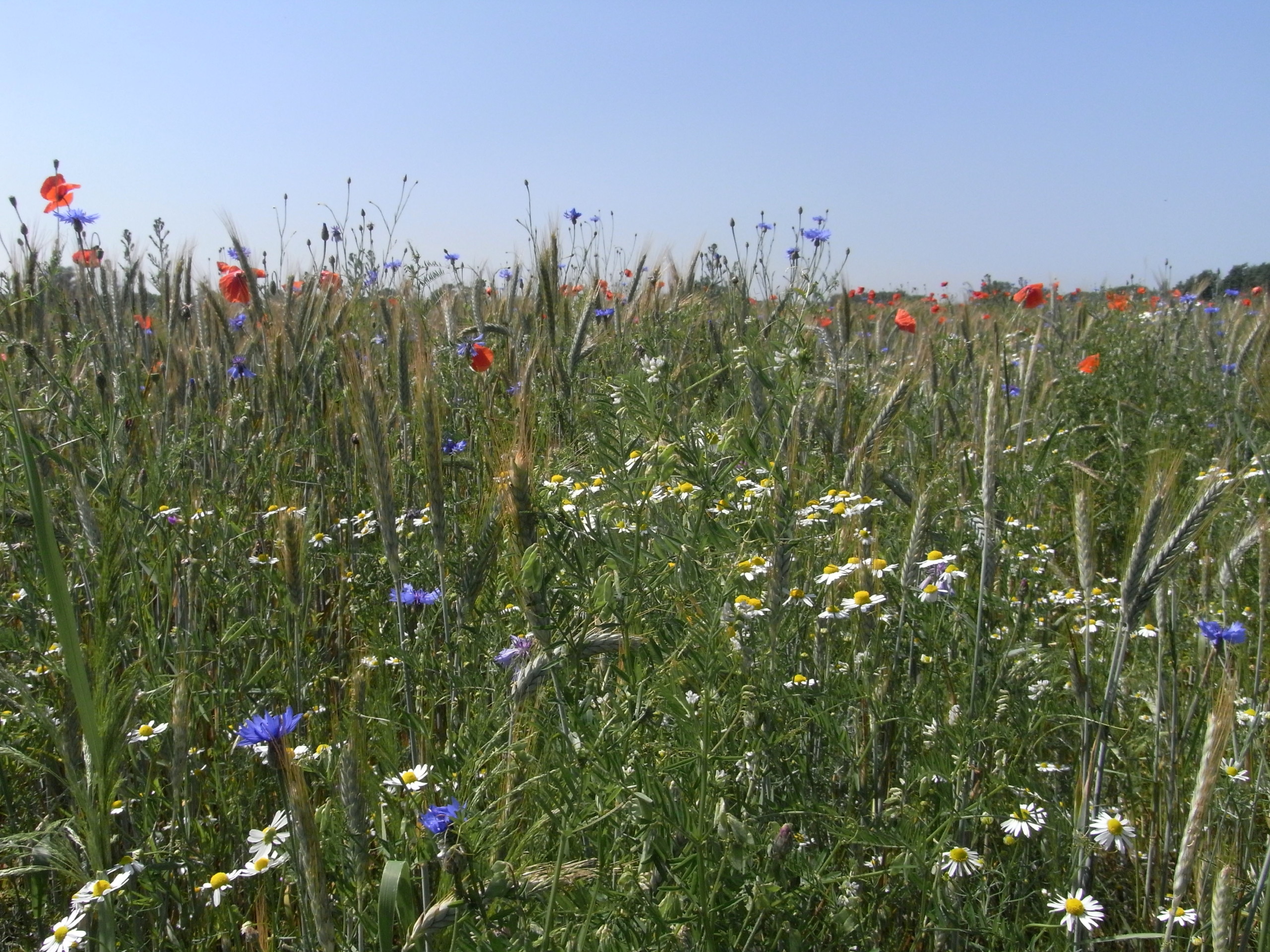 Blühende Wiesenpflanzen