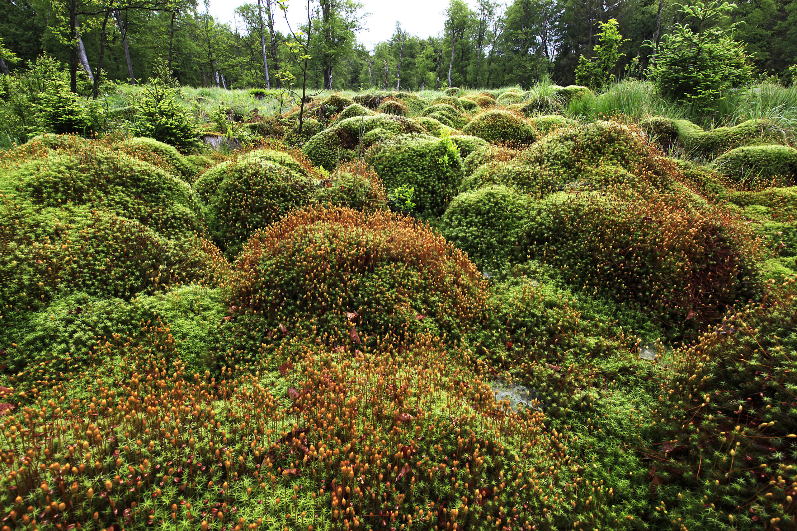 Moorlandschaft Riedbruch im Nationalpark Hunrsück-Hochwald