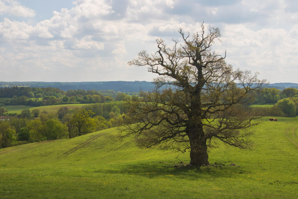 Eine alte Eiche steht auf einer hügeligen Wiese.