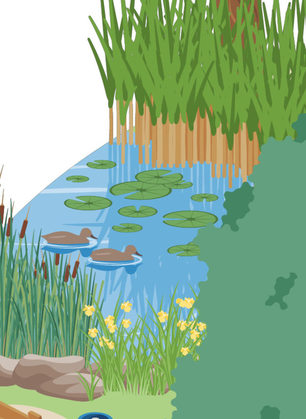 Ein Teich mit Schilf, Seerose, Enten und Steinen