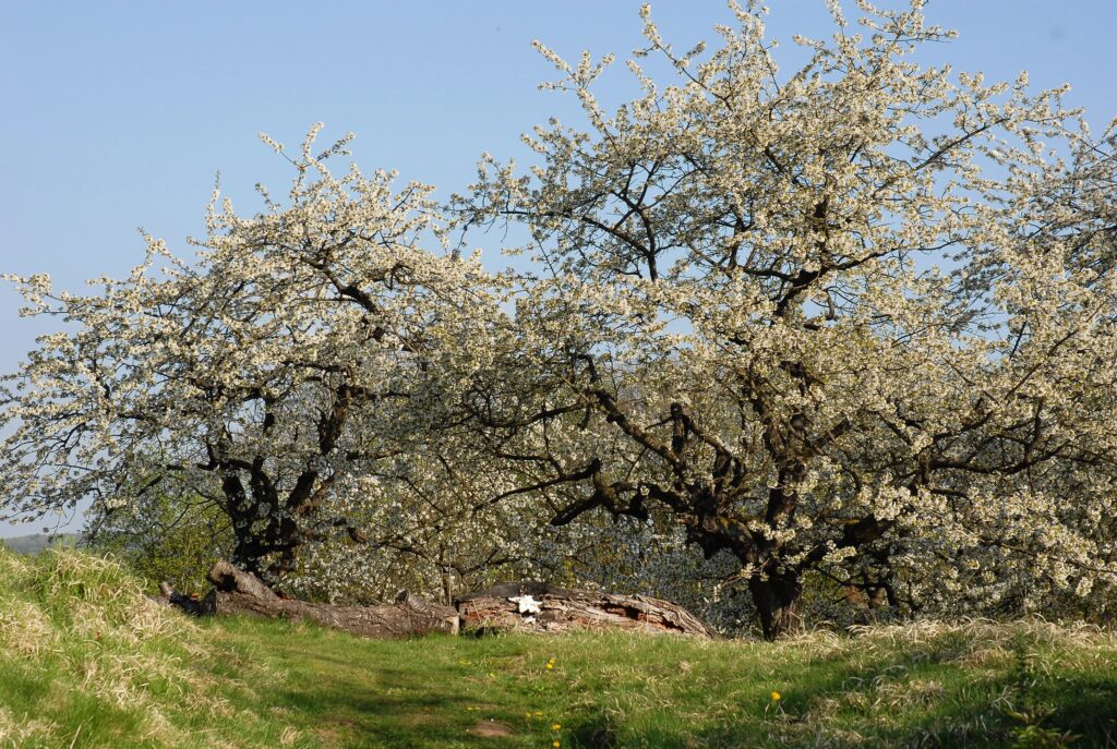 Zwei weiß blühende Bäume auf der Streuobstwiese bei Sonnenschein