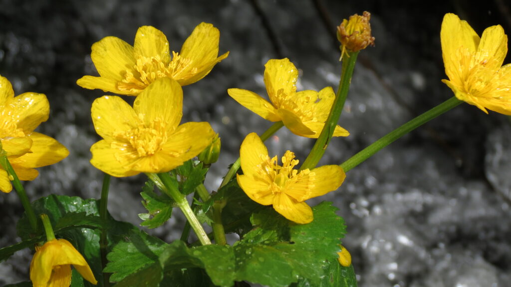 Slide image