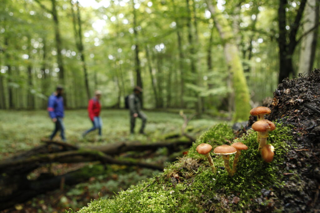 Im Vordergrund wachsen Pilze im Moos. Im Hintergrund sind unscharf drei Personen erkennbar, die durch einen grünen Wald laufen.