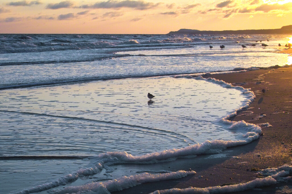Möven stehen am Strand während die Wellen schäumen und das Licht des Sonnenuntergangs spiegeln.