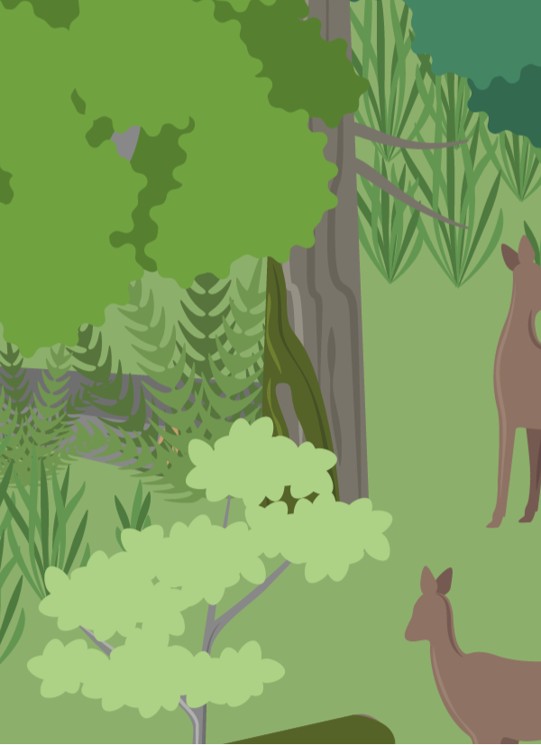 Eine grüne Waldfläche