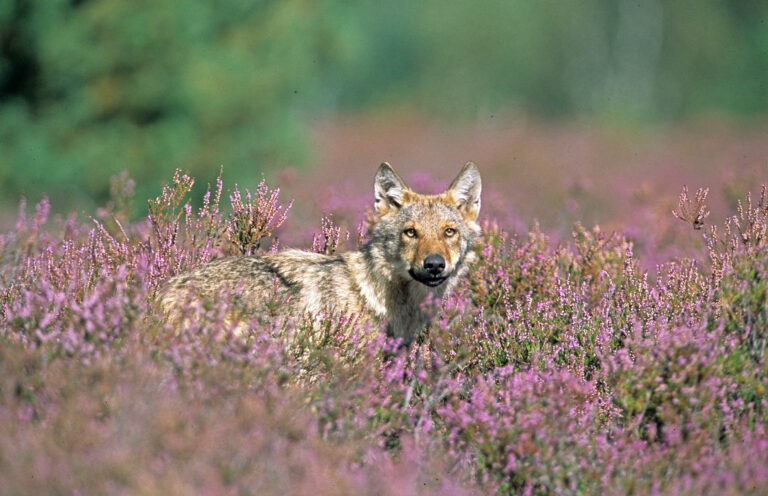 Wildnisgebiete