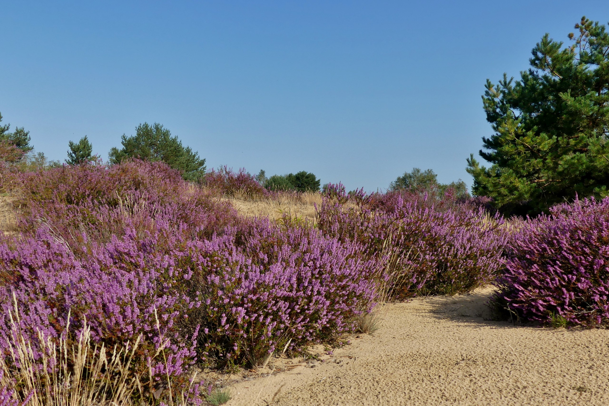 Besenheide im Wildnisgebiet Jüterbog-Lieberose