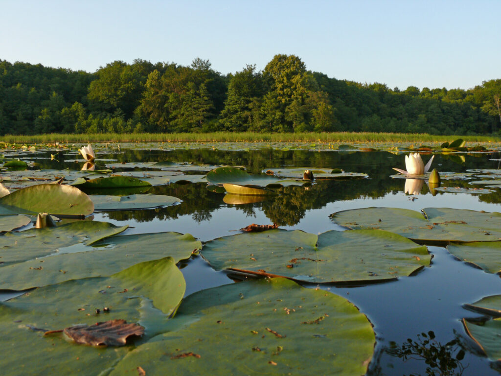 Weiß blührende Seerosen auf einem See. Das Ufer im Hintergrund ist mit Schilf gesäumt und bewaldet.