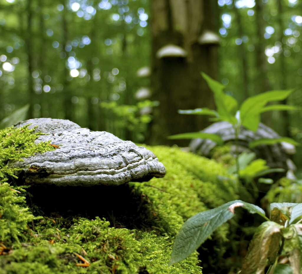 Nahaufnahme eines Baumpilzes an einem bemoosten Baumstamm im Wald