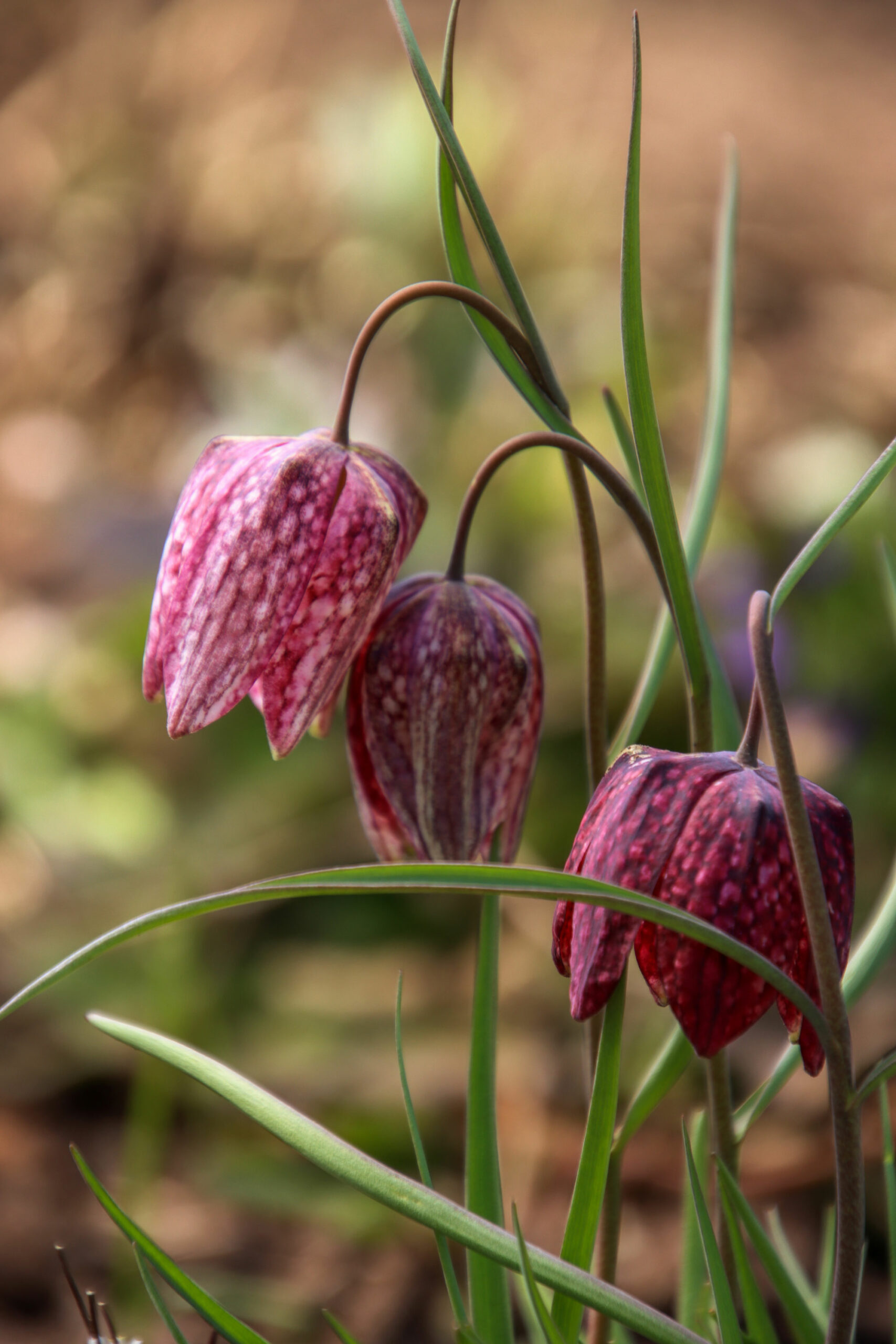 Botanische Schönheit: Schachbrettblume
