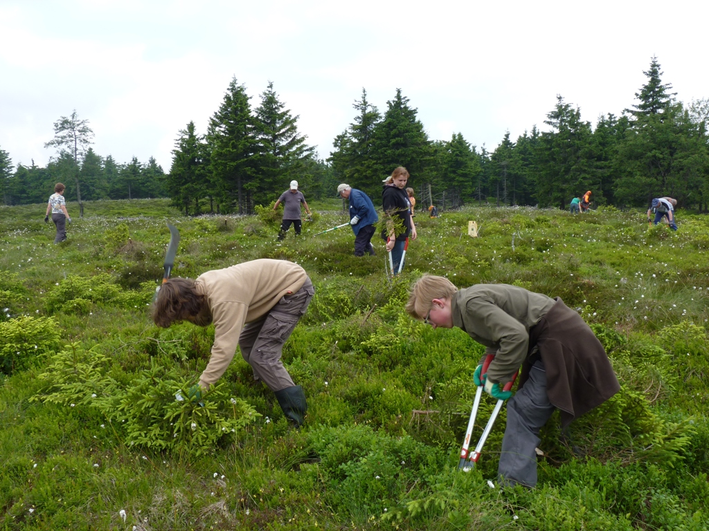 Eine Gruppe Menschen mit Astscheren entfernt junge Gehölze aus der Moorlandschaft.
