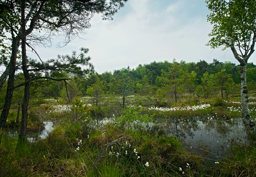Moore bewahren, Klima retten