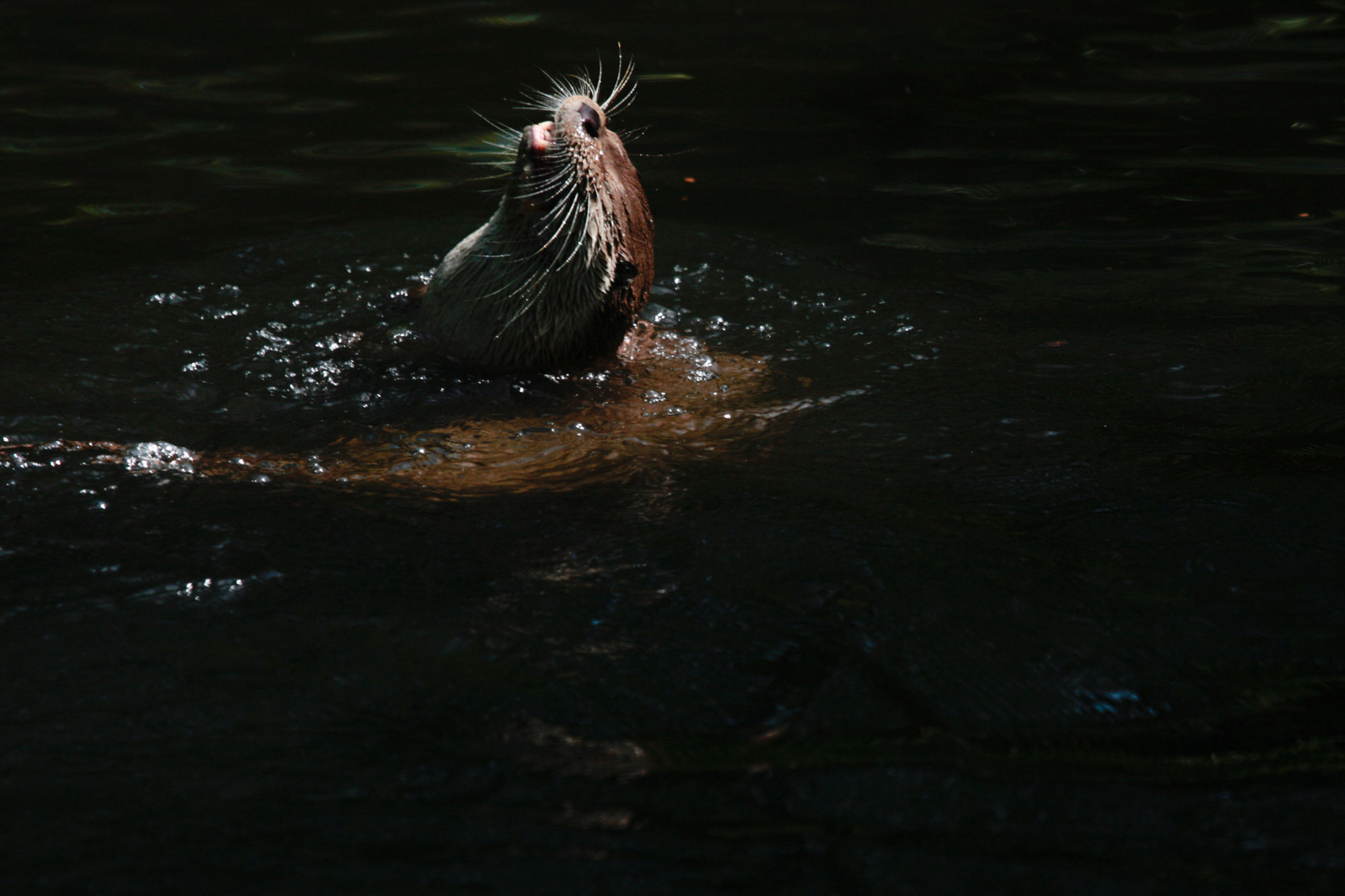 Fischotter im Anklamer Stadtbruch