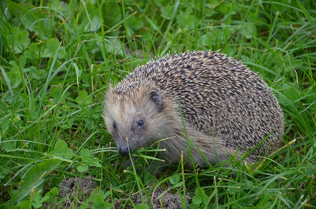 Ein überrascht wirkender Igel zwischen Gras und Klee