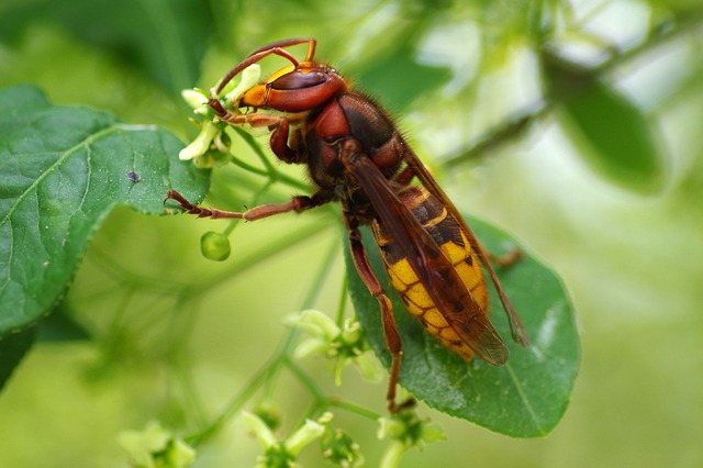 Eine Hornisse untersucht eine weiße Blüte