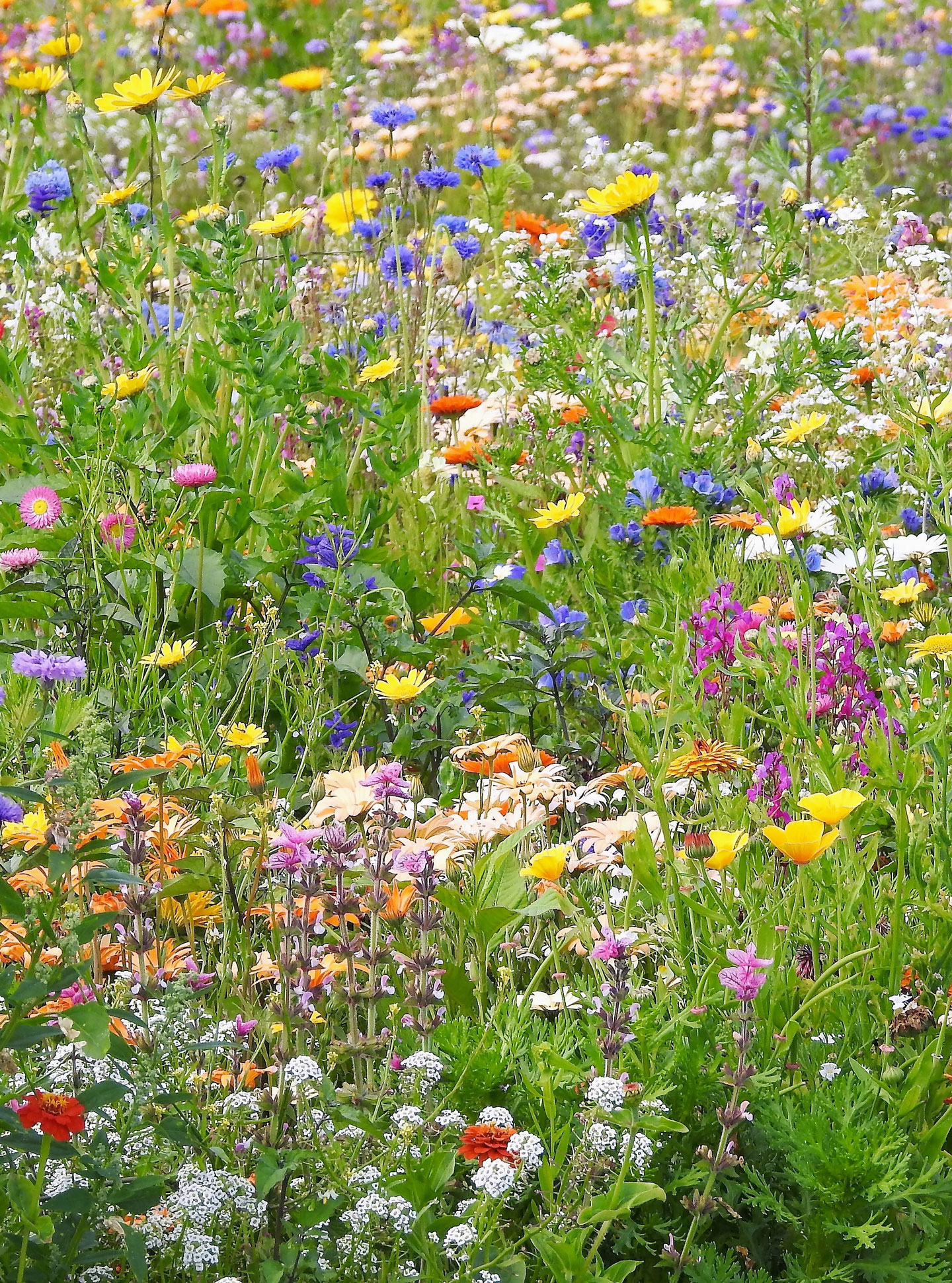 Nahaufnahme einer bunt blühenden Wiese