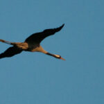Kranich im Flug vor blauem Himmel