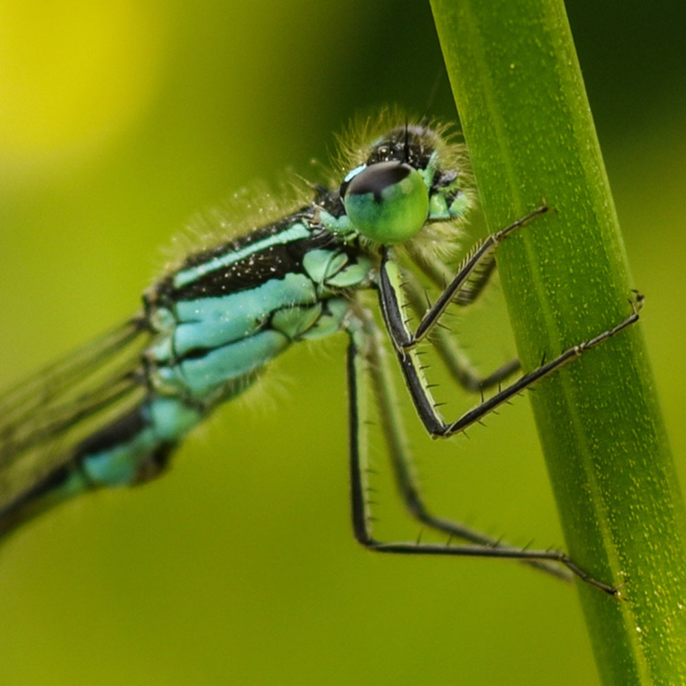 Detailreiche Makroaufnahme einer blau-schwarz gemusterten Azurjungfer-Libelle, die an einem grünen Grashalm klammert, mit Fokus auf das Facettenauge.
