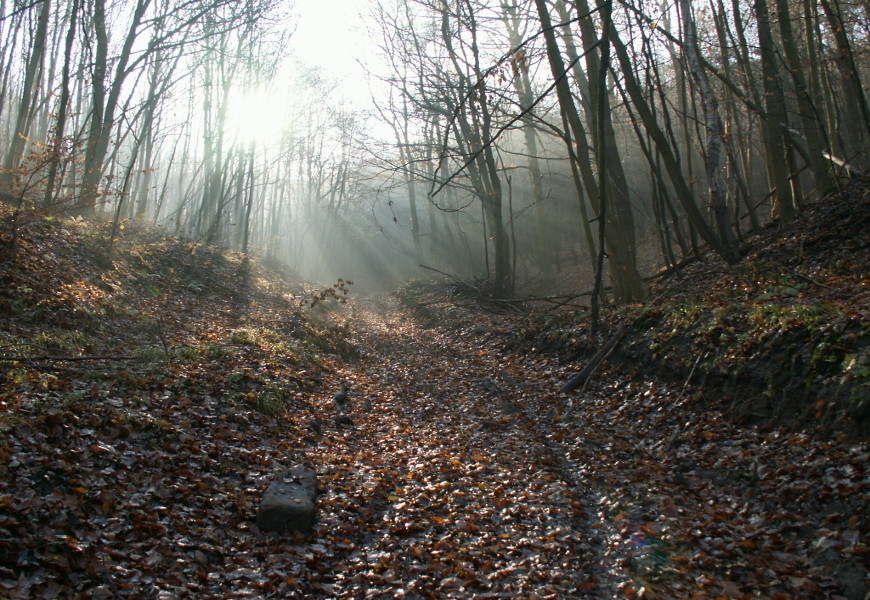 Slide image