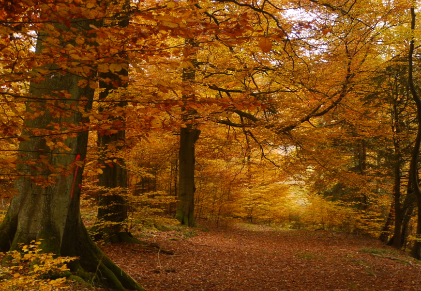 Ein Waldweg im Herbst