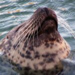 Der Kopf eines Seehunds ragt aus dem Wasser.