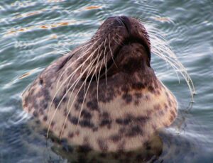 Der Kopf eines Seehunds ragt aus dem Wasser.
