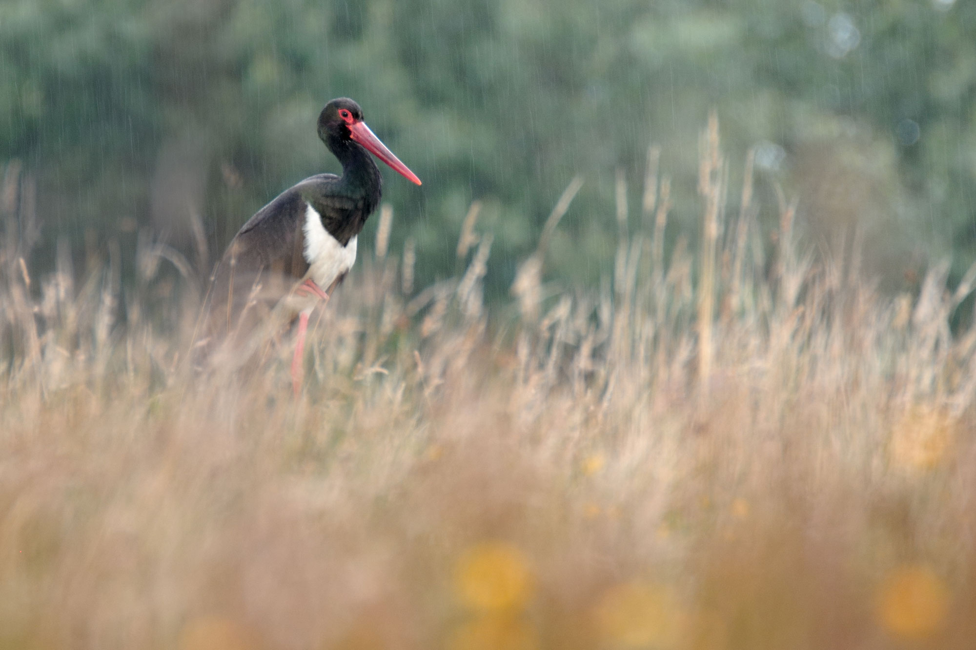 Ein großer schwarzer Vogel mit weißem Latz und langen roten Schnabel steht bei Regen in einem Feld.