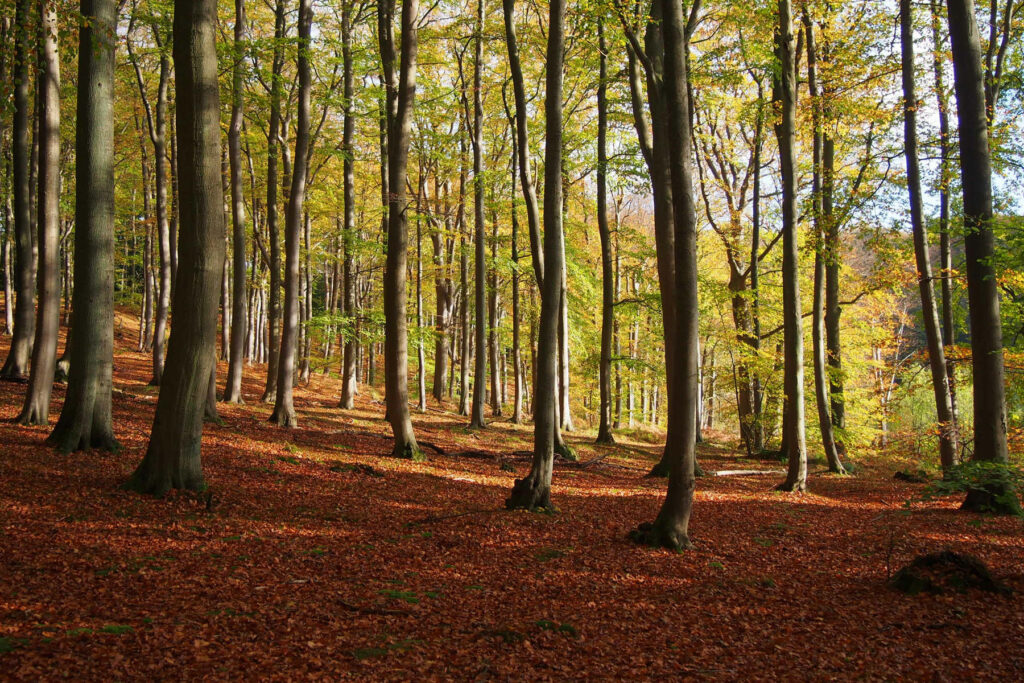Schutzgebietsmanagement & Naturschutz