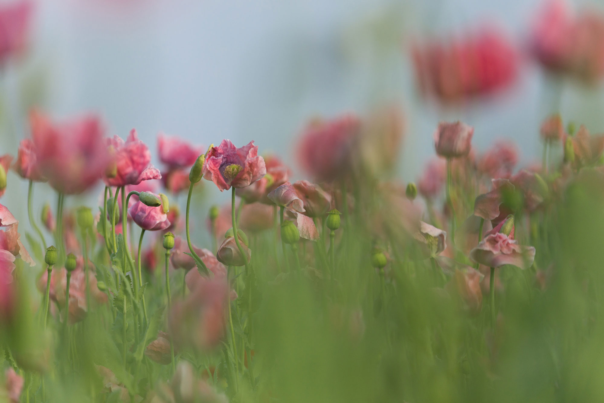 ein Feld sehr dicht stehender pinker Mohnblüten