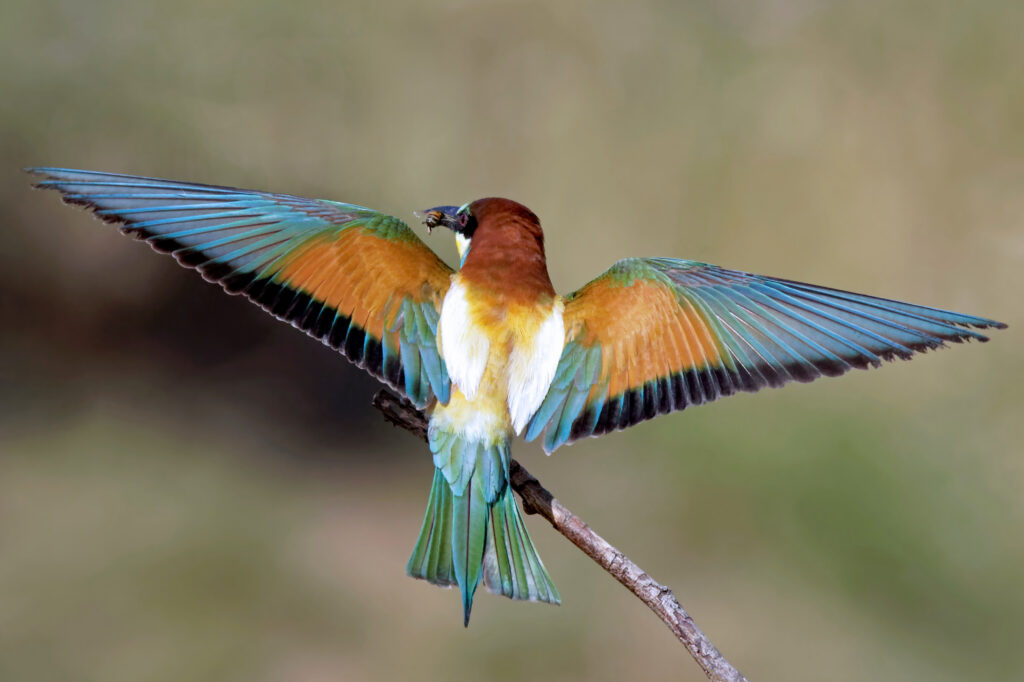 Verband Deutscher Naturparke e.&nbsp;V.