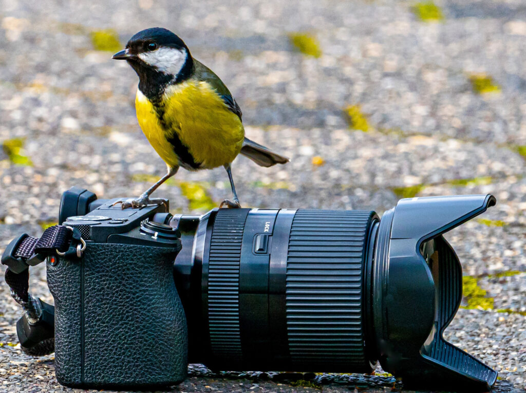 Eine Meise hat sich neugierig und fotogen auf eine Zweitkamera gesetzt.