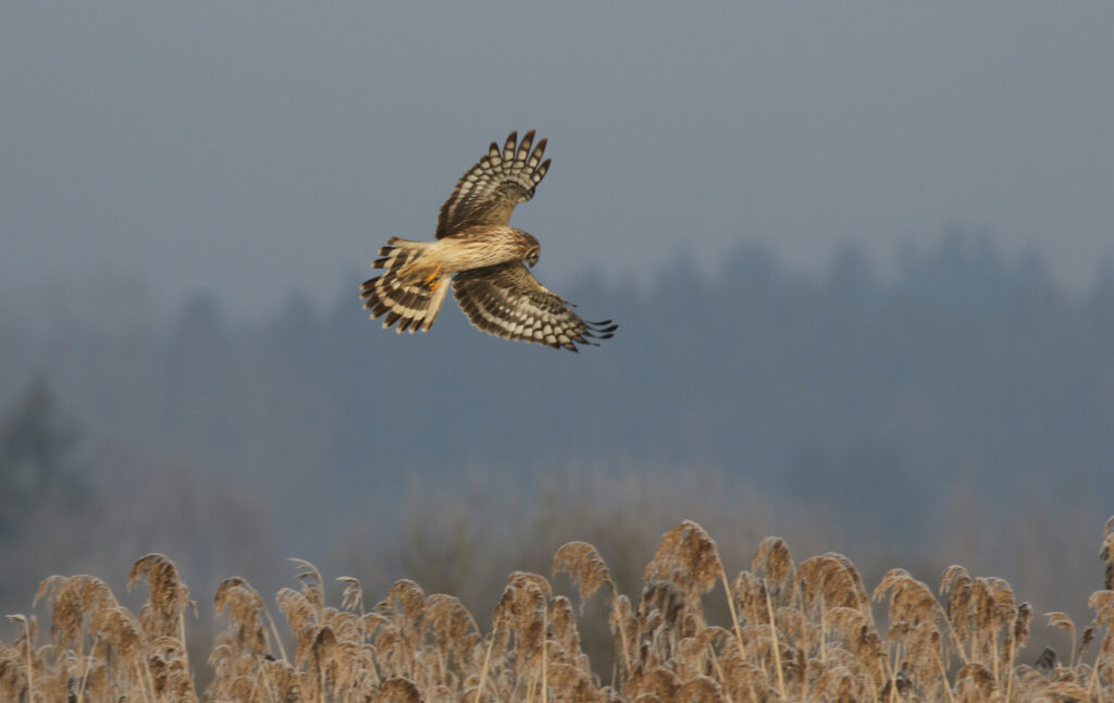 Kornweihen sind wunderschön, vom Beutetieren (Kleinsäuger und Vögel bis Rebhuhngröße) kaum zu entdecken und sehr selten geworden. Dieses Weibchen überflog minutenlang erfolglos einen Schilfgürtel.