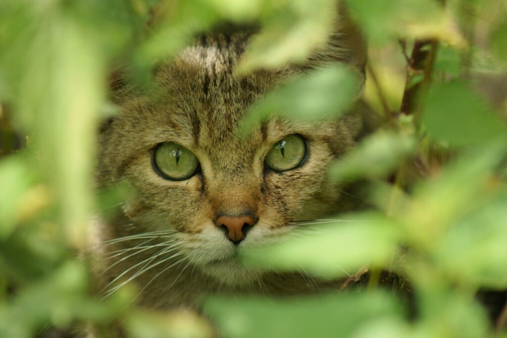Wildkatze im Naturpark Rheinland guckt durch die Blätter
