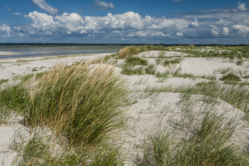 Mit Gräsern bewachsene Düne. Im Hintergrund ist die Nordsee sichtbar.